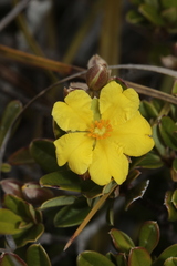 Hibbertia altigena