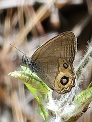 Splendeuptychia pagyris