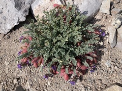 Astragalus arnottianus