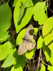 Splendeuptychia pagyris