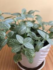 Fittonia albivenis