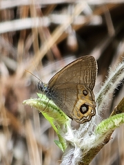 Splendeuptychia pagyris