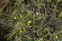 Hibbertia altigena