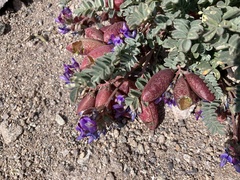 Astragalus arnottianus
