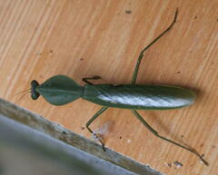 Rhombodera