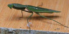 Rhombodera
