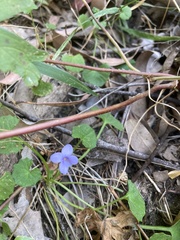 Viola silicestris