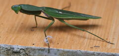 Rhombodera