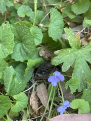 Viola silicestris