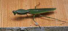 Rhombodera