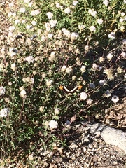 Monardella odoratissima