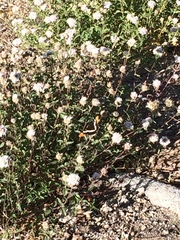 Monardella odoratissima