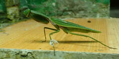 Rhombodera