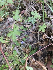 Viola silicestris