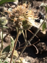 Phacelia hastata