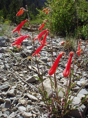 Penstemon