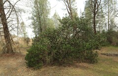 Arctostaphylos manzanita