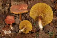 Phylloporus bellus