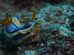 Chromodoris annae