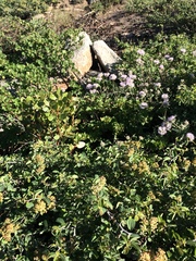 Monardella odoratissima