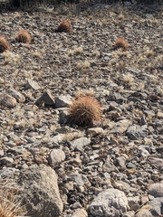 Echinomastus johnsonii