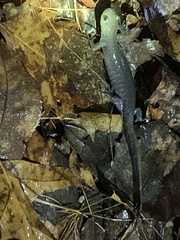 Ambystoma jeffersonianum