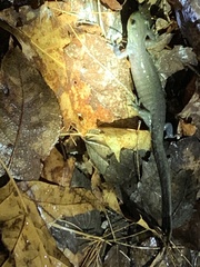 Ambystoma jeffersonianum