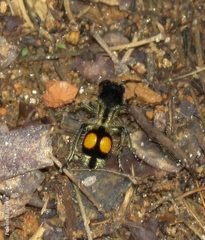 Hoplomutilla spinosa