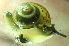 Ovachlamys