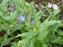 Mertensia paniculata
