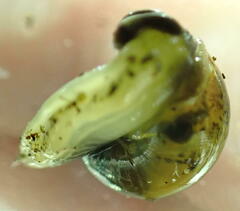 Ovachlamys