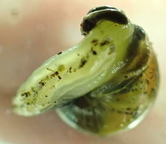 Ovachlamys