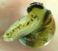 Ovachlamys