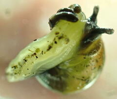 Ovachlamys