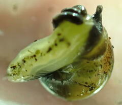 Ovachlamys