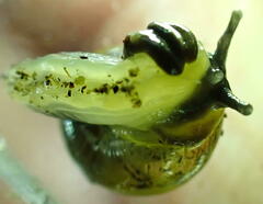 Ovachlamys