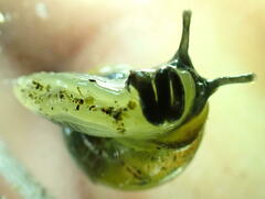 Ovachlamys
