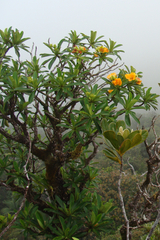 Hibbertia comptonii
