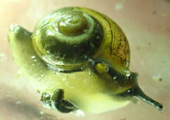 Ovachlamys