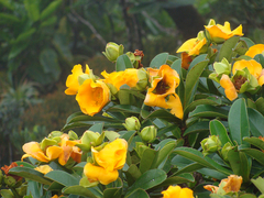 Hibbertia comptonii