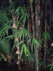 Phyllostachys nigra