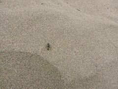 Camponotus chilensis