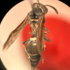 Polybia plebeja