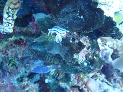 Chromodoris lochi