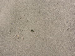 Camponotus chilensis