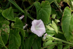 Calystegia sepium roseata x Silvatica disjuncta