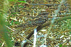 Hydropsalis torquata