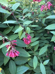 Cestrum elegans