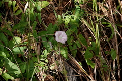 Calystegia sepium roseata x Silvatica disjuncta