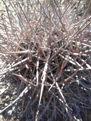 Echinomastus johnsonii